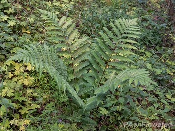 Plant form